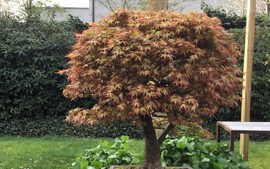Japanese maple bonsai (Acer palmatum) - Height (Tree): 80 cm - Depth (Tree): 70 cm - Japan