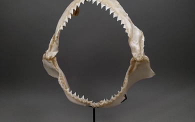 Large Dusky Shark Jaw set - Carcharinus obscurus - 31.5 cm - 9 cm - 34.5 cm- CITES Appendix II - Annex B in the EU