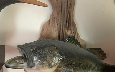 Large Mouth Bass Fish mount display on driftwood