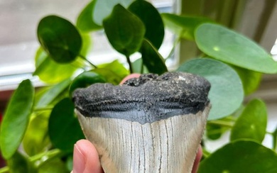 Megalodon - Fossil tooth - 102 mm - 76 mm