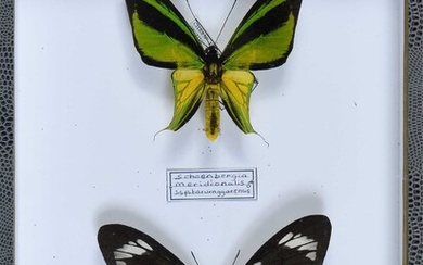 Ornithoptera meridionalis couple Cites annexe II B