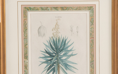 P.J. Redoute. "Yucca Gloriosa," engraving