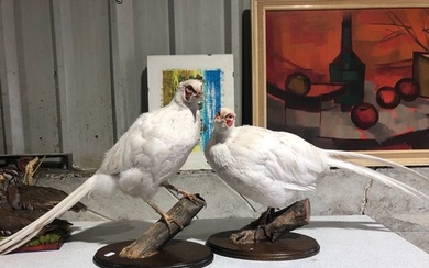 Pair of Taxidermy White Pheasants