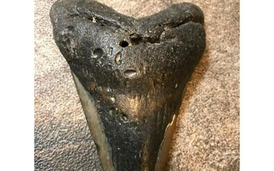 Prehistoric 4.3" Megalodon Shark's Tooth Fossil