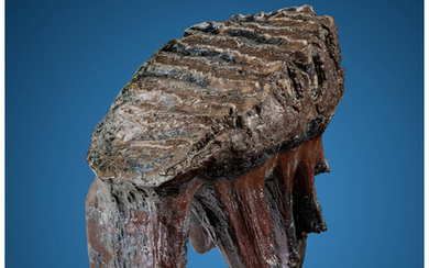 Pygmy Woolly Mammoth Tooth Mammuthus primigenius Holocene Wrangel Island,...