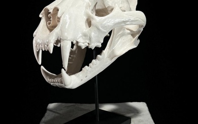 Replica Tiger Skull on stand - Museum Quality - White Color - Resin - Taxidermy replica mount - Panthera tigris - 30 cm - 20 cm - 27 mm