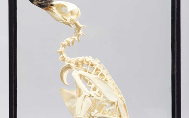 Skeletons: Megellanic Penguin (Spheniscus magellanicus), early 20th century, a complete...