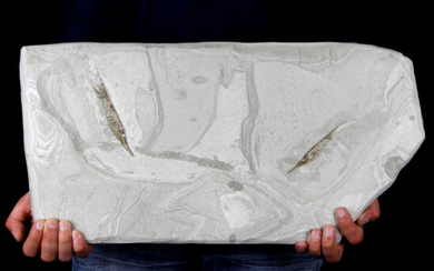 Stunning Fossil Fistularioides Slab with inclusions - 54×27×2.5 cm - 4430 g