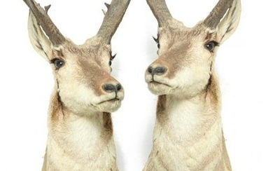 TWO PRONG HORN ANTELOPE TAXIDERMY SHOULDER MOUNTS.