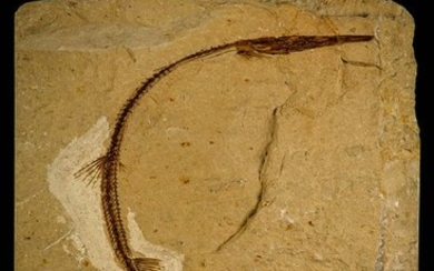 Top Rare Rhynchodercetis sp Needle Fish Fossil