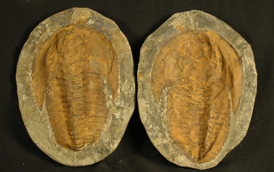 Trilobite fossile : Paradoxides, empreinte... - Lot 9 - FEE - Stanislas Machoïr