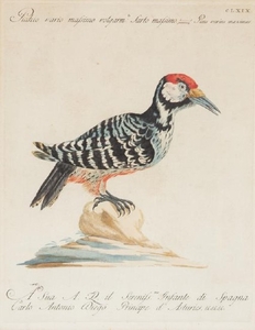 Two Italian Hand-Colored Bird Engravings
