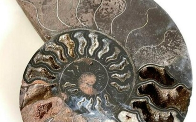 Unique slice of a pyritized ammonite fossil from