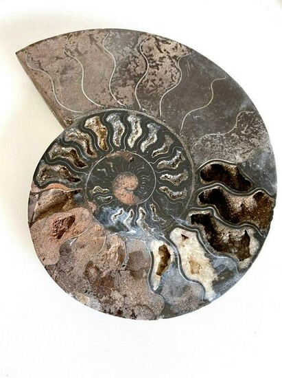 Unique slice of a pyritized ammonite fossil from