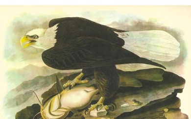 c1946 Audubon Print, #31 Bald Eagle
