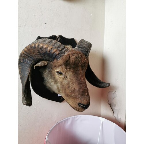 19th. C. taxidermy ram's head mounted on an oak shield { 30...