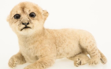 A taxidermy mount young lion cub (Panthera leo (?)).