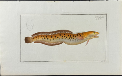 Bloch, Folio - Sea-Loche; Gadus Tricirratus. 165