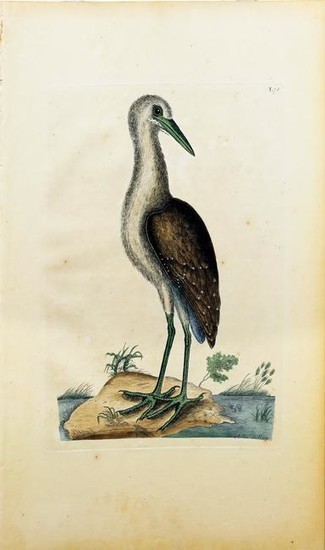 Catesby Engraving, The Brown Bittern