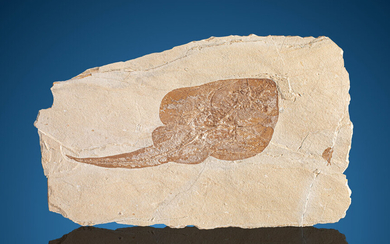 Fossil Guitarfish Rhinobatos hakelensis Upper Cretaceous Haqil, Byblos, Lebanon...