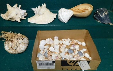 Lot Seashells