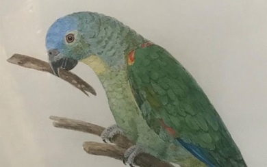 Marie PAGNESSE - Amazonian Parrot with blue Paraguayan...