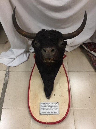 Taxidermy bull head