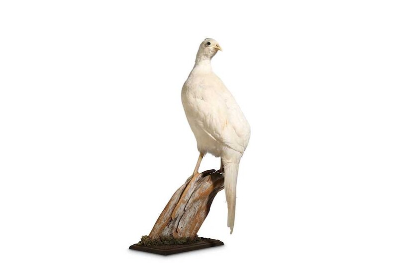 A TAXIDERMY WHITE PHEASANT ON A BRANCH wooden base,...