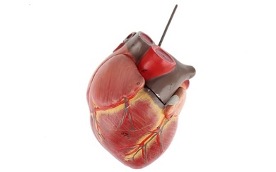 An Early Mid 20th Century Anatomical Model of the Heart
