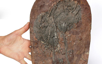 Cassianio Fossil - 36×23×3 cm - 3680 g
