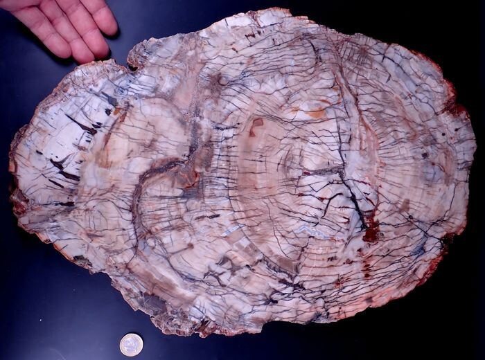 Large Extraordinary Quartz Hand Polished Disc of Petrified Wood Growing through with quartz crystals - 485×335×25 mm - 6559 g