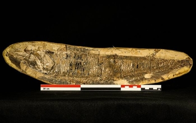 Museum Grade 3D Vinctifer comptoni Fossil Fish