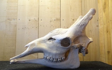 Northern Giraffe Skull - Giraffa camelopardalis (with Import Ref.) - 65×28×48 cm