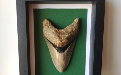 Shark tooth in frame - Fossil tooth - Otodus megalodon - 22 cm - 17 cm