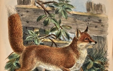 The principal work on dogs, jackals, wolves, and foxes, with Keulemans plates