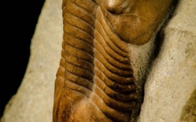Trilobite - Finest Grade Illaenus atavus