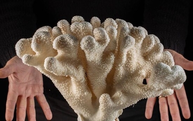 White Cauliflower Coral - Pocillopora meandrina (with Import Ref.) - 380×310×210 mm
