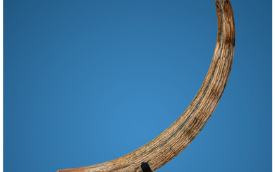 Woolly Mammoth Tusk Mammuthus primigenius Pleistocene Alaska, USA Naturally...