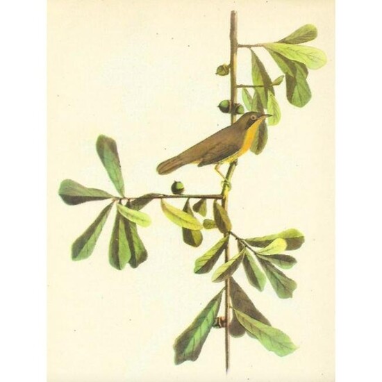 c1946 Audubon Print, #24 Maryland Yellow-Throat