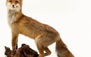 A taxidermy mount fox (Vulpes vulpes) op boomstronk.