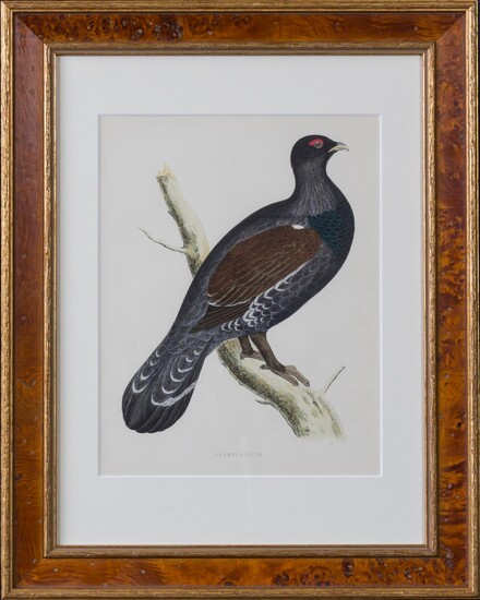 British Game Birds and Wildfowl [TEN FRAMED PLATES]
