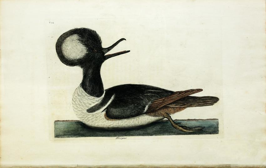 Catesby Engraving, The Round Crested Duck