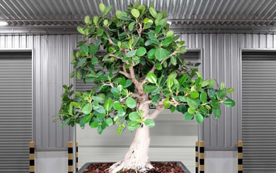Ficus Microcarpa 'Green island'