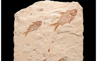 Fossil Fish Plate Nematonotus longispinus Cretaceous Lebanon This delightful...