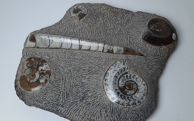Fossiles polis d'un orthoceras et de quatre ammonites/goniatites. 400 à 250 millions d'années. Maroc. 46...