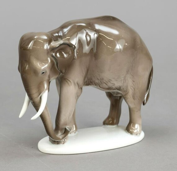 Indian elephant, Rosenthal, Se
