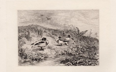Karl Bodmer Ducks 1872 etching