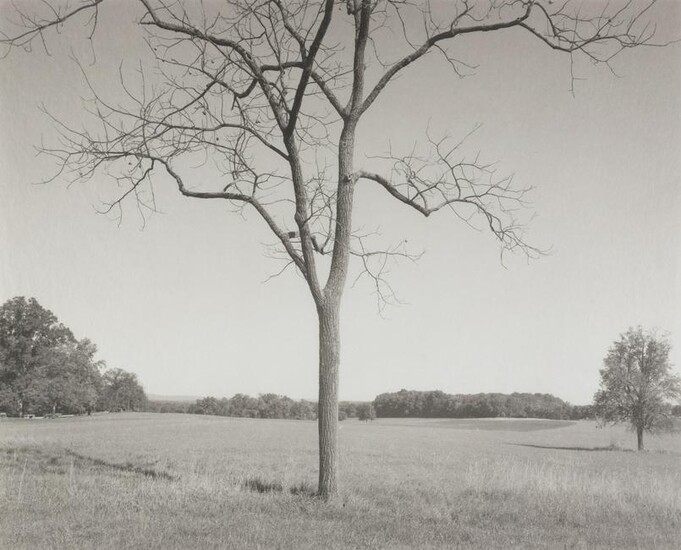 MICHAEL LARDIZABAL - Tree Gettysburg, PA, 1993