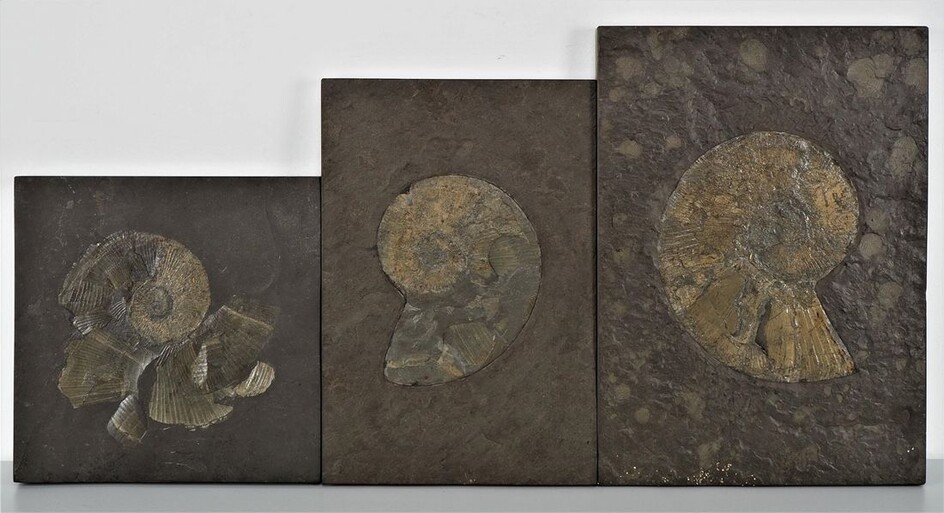 Mixed lot of slates with fossils (ammonites), 3 pieces