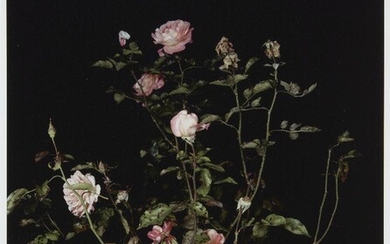 Sarah Jones, British b.1959- The Rose Gardens (DISPLAY: II) (III), 2013; c-type on fujifilm professional colour, published by Counter Editions, sheet 50.8 x 40.6cm (unframed) (ARR)